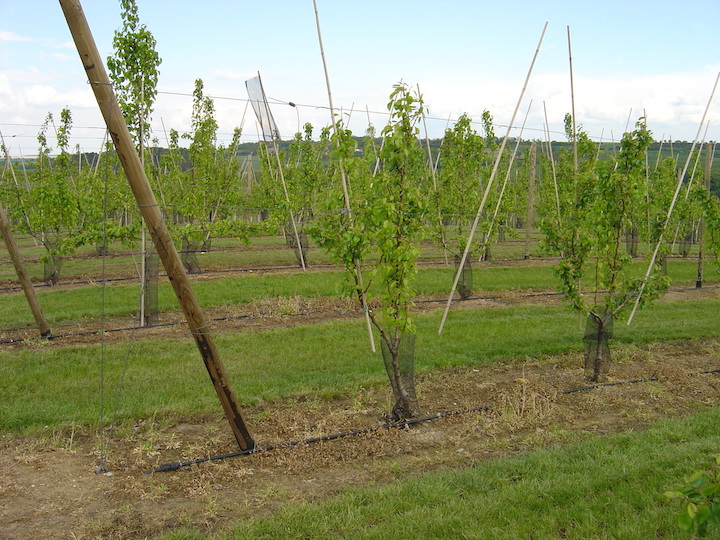 produktetikett vin och frukt